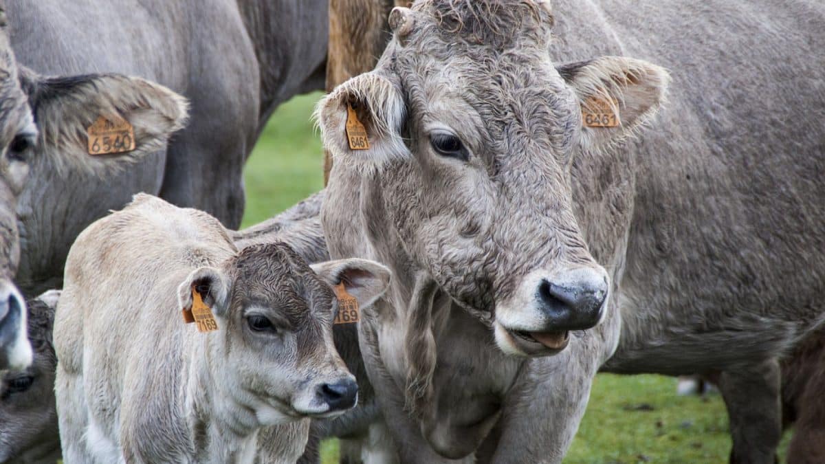 Les équipements de stockage et de distribution d'aliments : des essentiels dans le milieu agricole