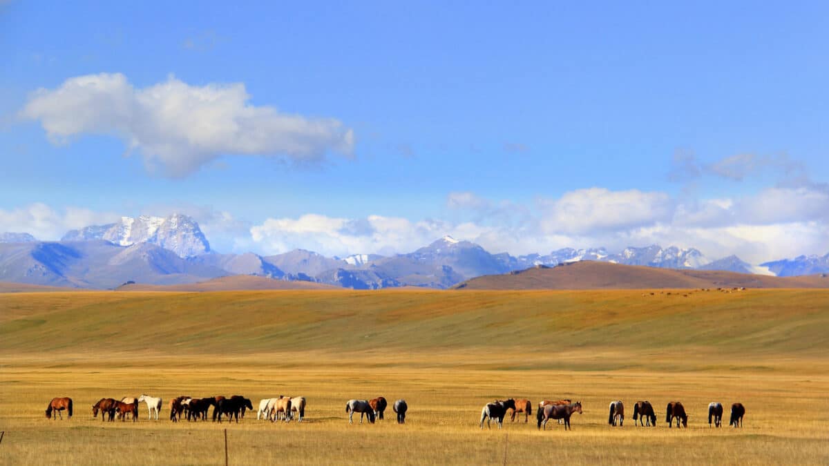 Matériel d'élevage : comment bien s'équiper pour une exploitation optimale